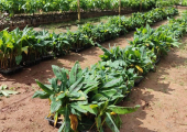 Secretaria de agricultura vai distribuir variedade mais resistente de muda de banana em Juína