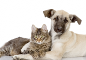 Vigilância em Saúde inicia campanha de vacinação antirrábica para cães e gatos 